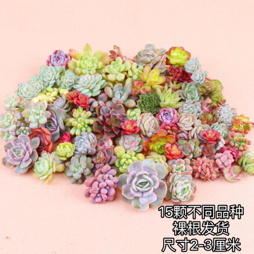 【一单包邮】迷你版穴盘苗【15颗不指定品种】每棵尺寸2-3厘米