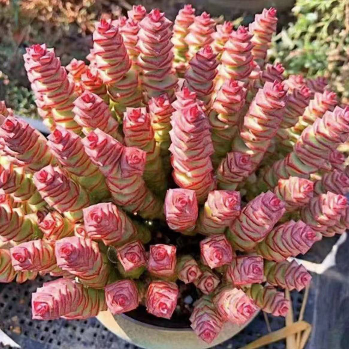 钱串钱多多粉色钱串彩虹钱串绿植盆栽室内多肉阳台桌面盆栽
