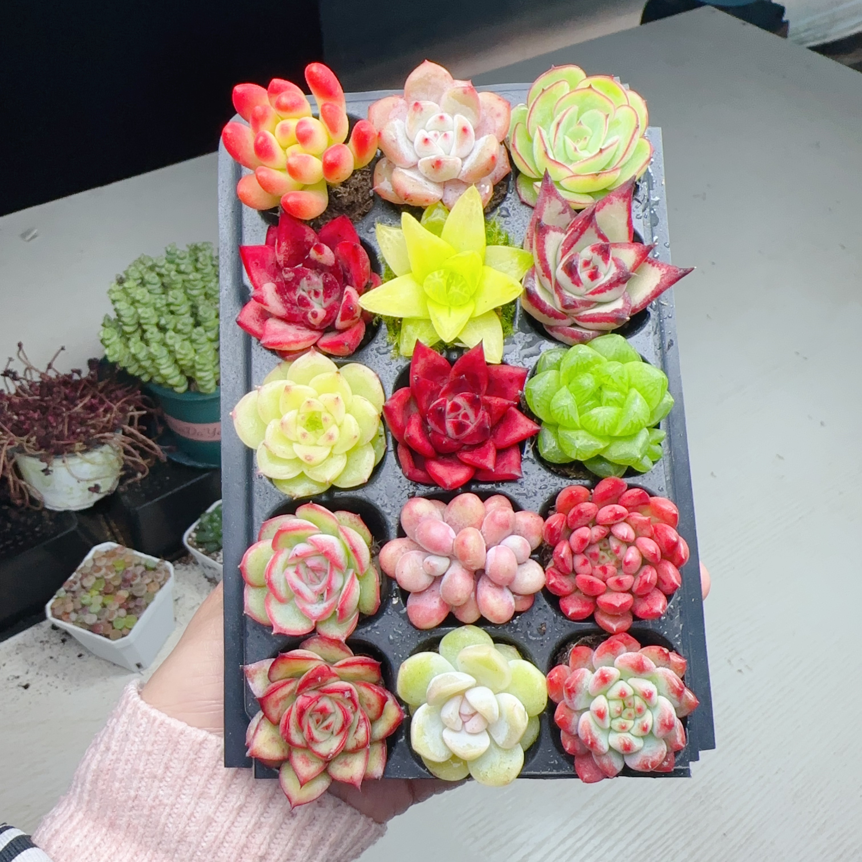 【编号49号套餐专拍链接】15颗多肉套餐 小苗2-3厘米