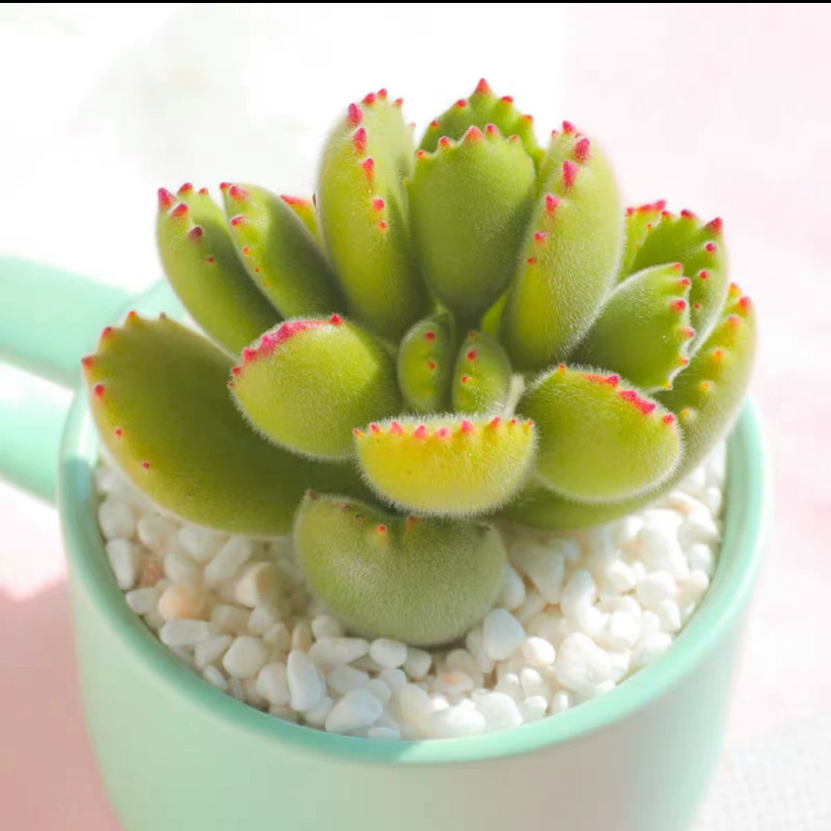 绿熊带盆发货 4厘米多肉植物桌面盆栽熊童子,鲜花速递/花卉仿真/绿植园艺,多肉植物,淘宝优惠券,粉丝福利购,淘宝优惠卷