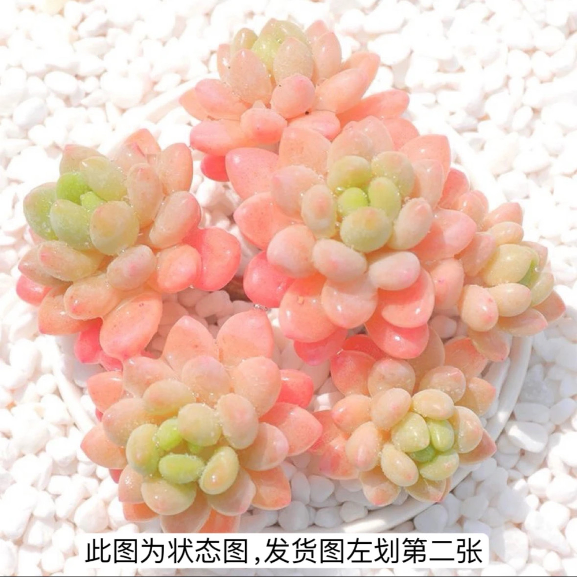 鱼子酱多肉带盆发货 多肉 多肉植物 鱼子酱多肉有香味