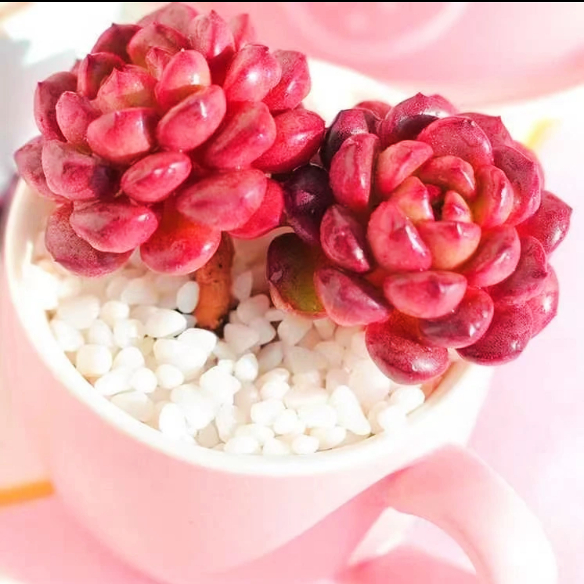 红宝石 带盆 6厘米 多肉植物 多肉 红宝石多肉