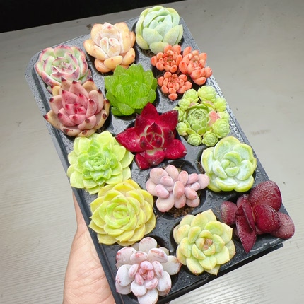【编号59号套餐专拍链接】15颗多肉套餐 小苗2-3厘米