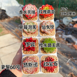 多肉植物 多肉带盆60号套餐8盆 盆5厘米 尺寸3-4厘米