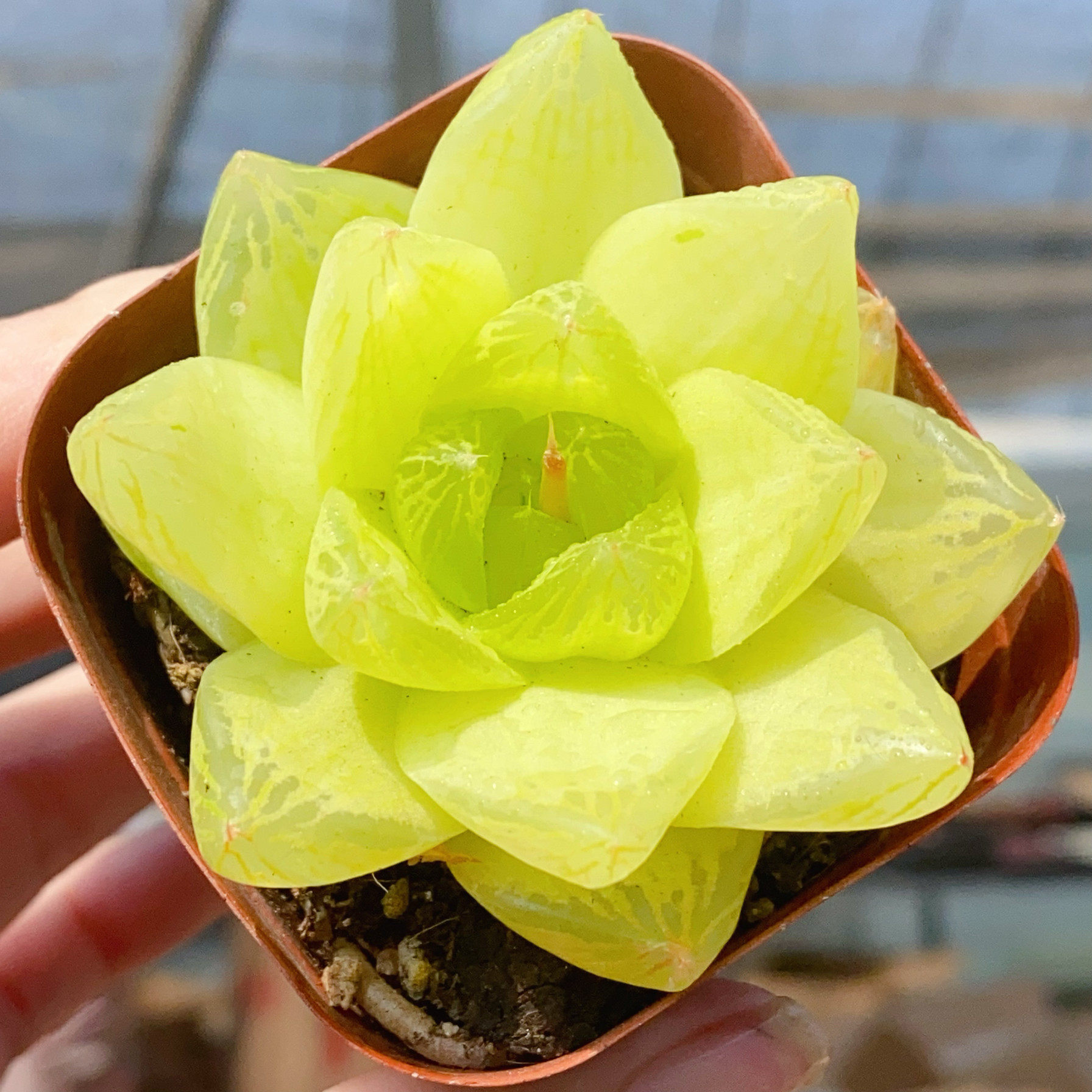 黄金凝脂菊玉露 4到5厘米 多肉植物 玉露 黄金玉露,鲜花速递/花卉仿真/绿植园艺,多肉植物,淘宝优惠券,粉丝福利购,淘宝优惠卷