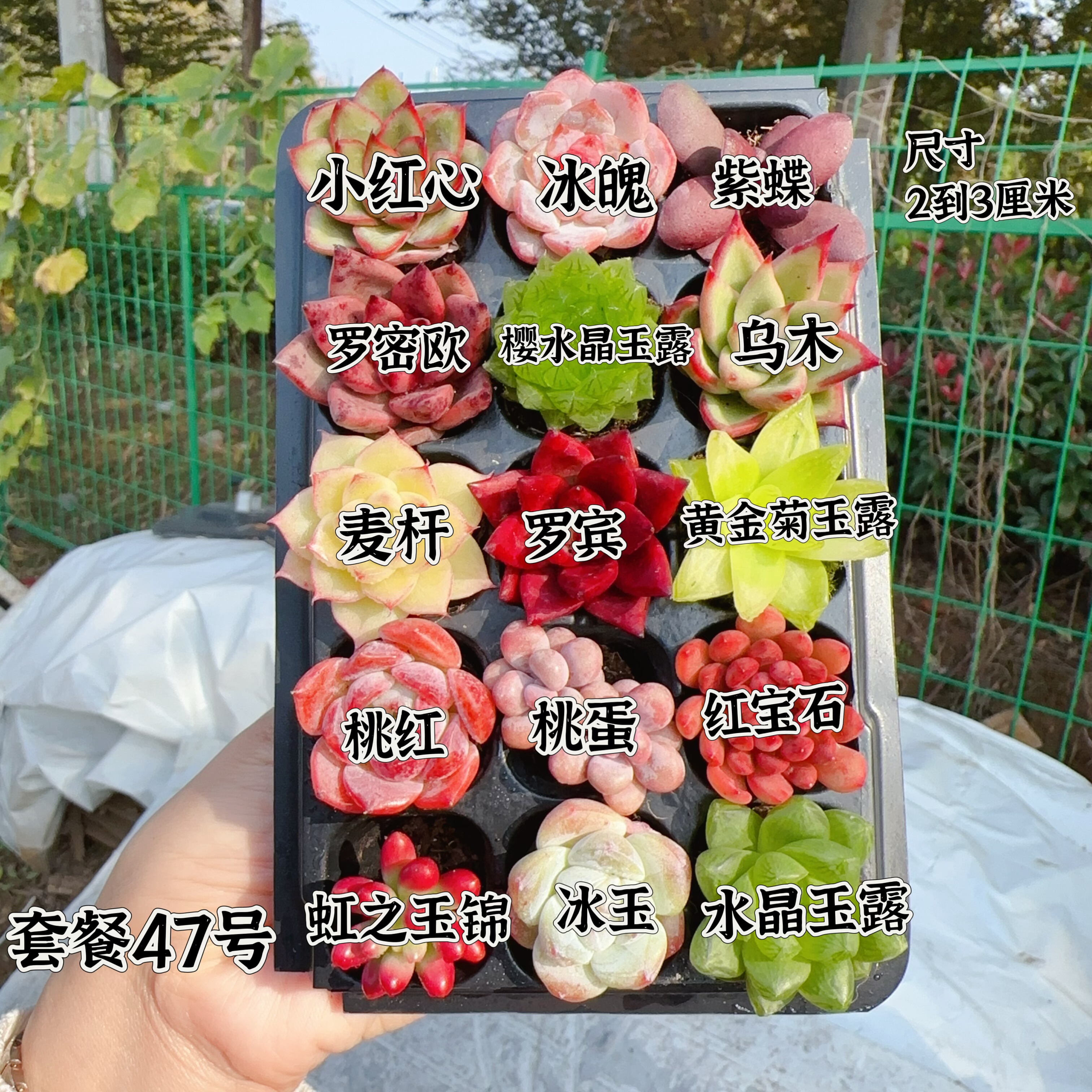 【编号47号套餐专拍链接】15颗多肉套餐 小苗2-3厘米