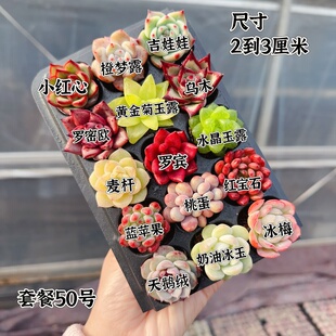 小苗2 15颗多肉套餐 3厘米 编号50号套餐专拍链接