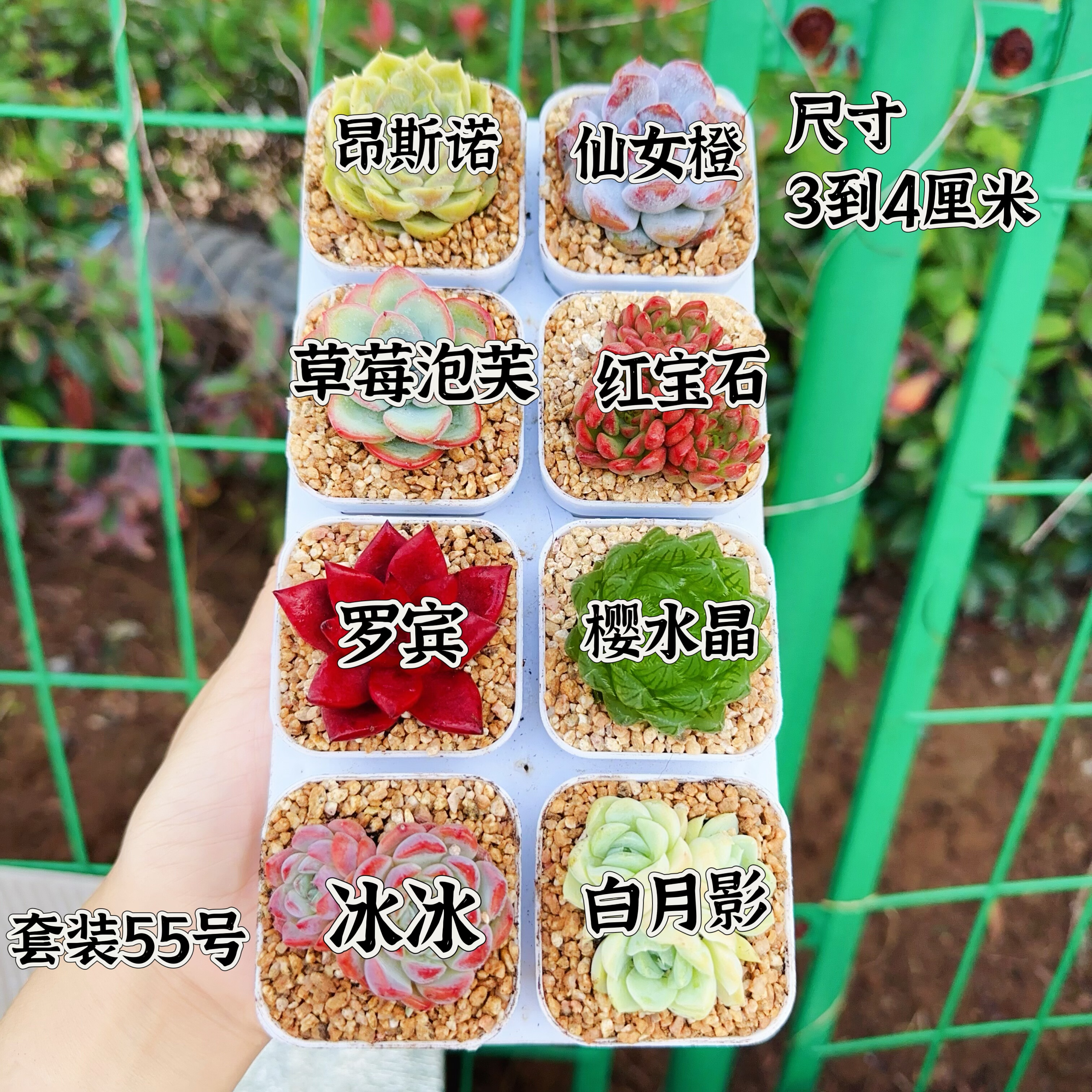 多肉植物 多肉带盆55号套餐8盆 盆5厘米 尺寸3-4厘米