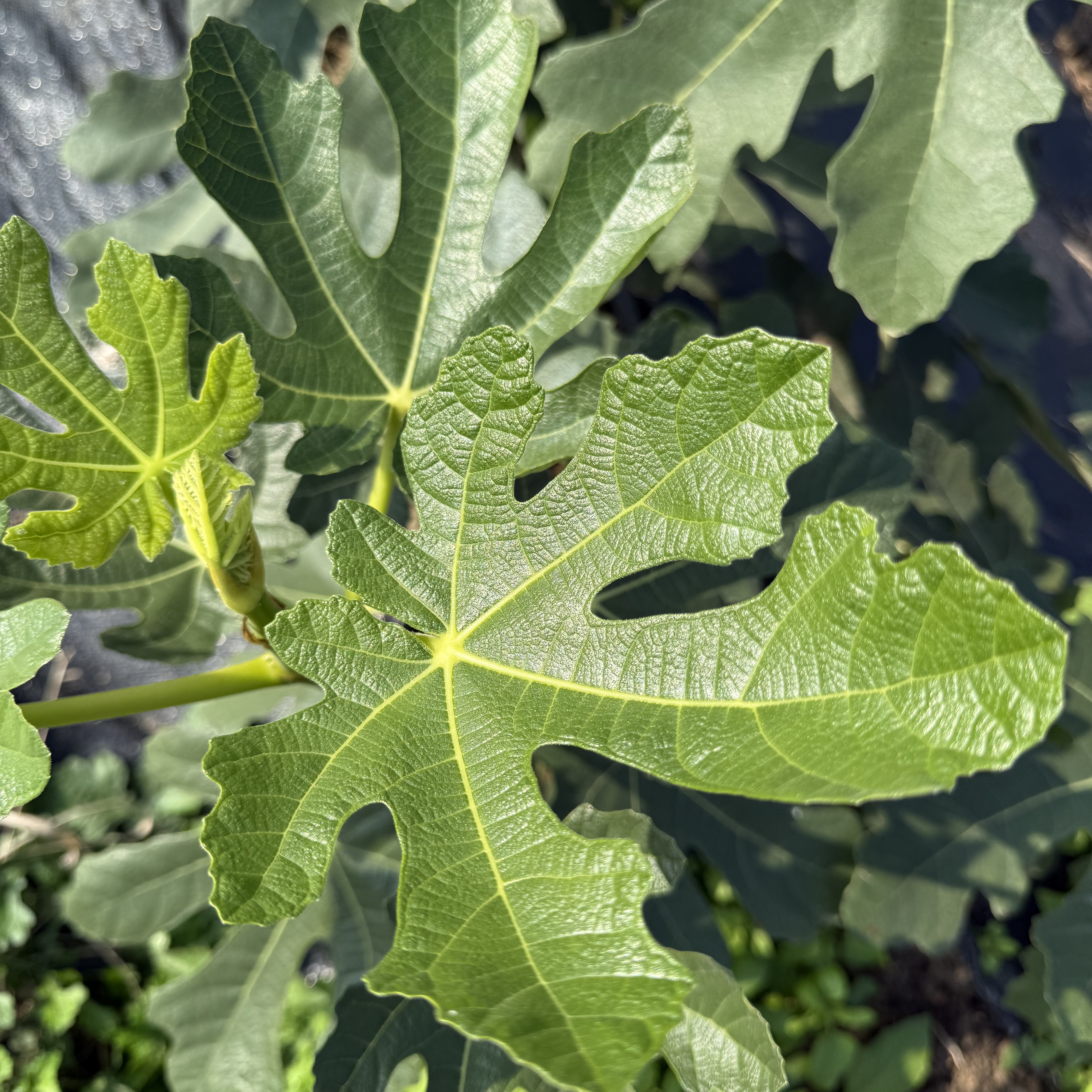 新鲜无花果叶子现摘现发