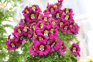 蛾蝶花  混色 种子 一二年生草本植物 花卉 观赏  10粒