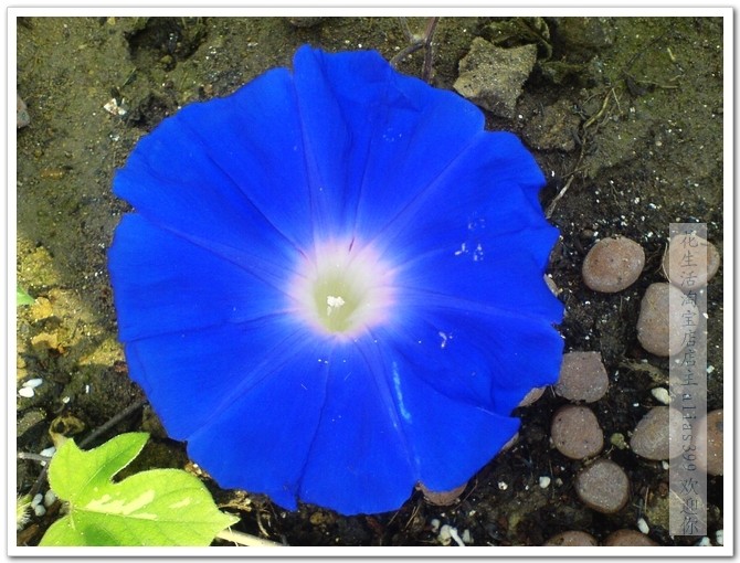 破晓之海 朝颜钱巨大花 牵牛花种子 爬藤  阳台三粒起拍