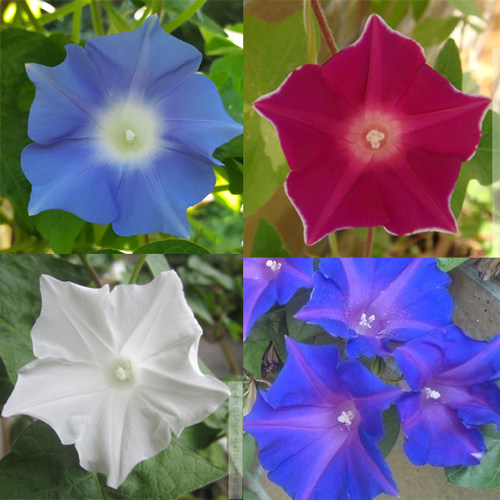 白牵牛花素材模板 白牵牛花图片下载 小麦优选