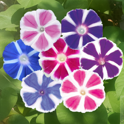 富士朝颜大轮系列全套六合一攀爬大牵牛花 种子