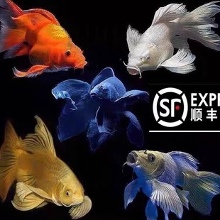 顺丰蝴蝶鲤纯种淡水锦鲤鱼苗红草金观赏鱼黄金冷水普身短身球体鱼