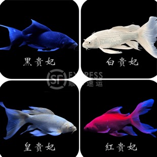顺丰纯种蝴蝶鲤球体普身冷水淡水鱼苗金鱼观赏鱼锦鲤贵妃好养包活