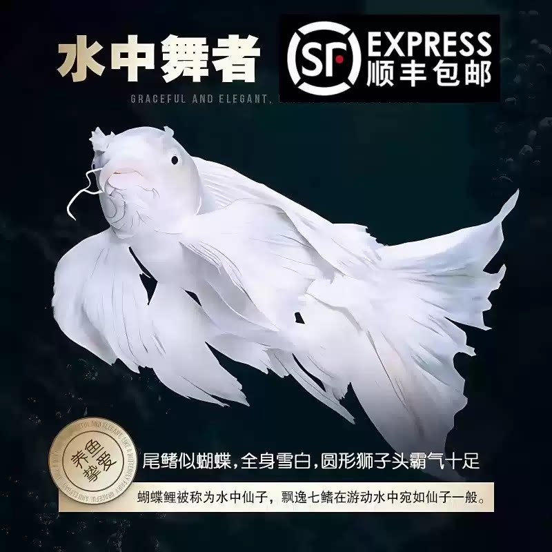 全场顺丰发货精选凤凰蝴蝶鲤鱼苗鱼