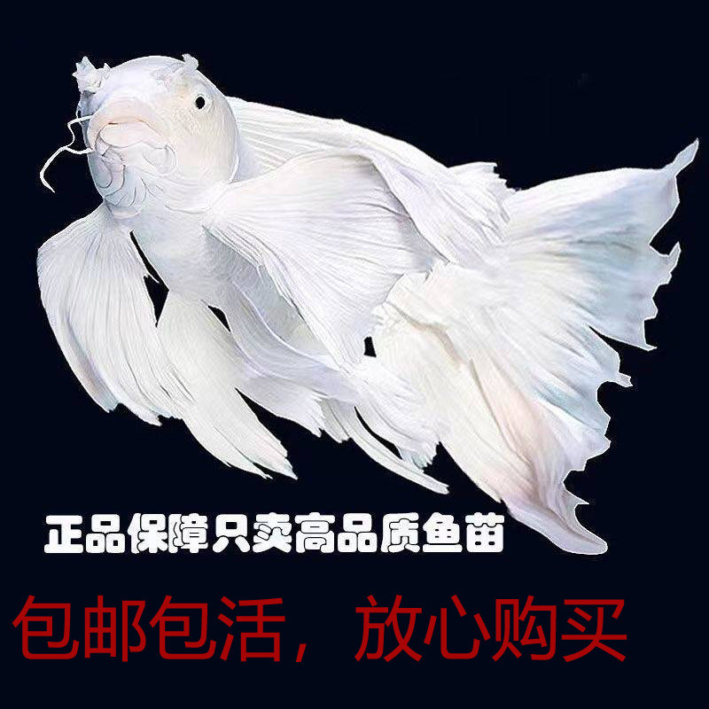 蝴蝶鲤观赏鱼球体短身普身大鳍长尾冷水鱼锦鲤淡水好养耐活活体鱼