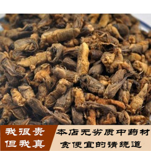 精选干货蝼蛄 土狗 地狗 蝼蛄无碎500克包邮有蟋蟀 五谷虫