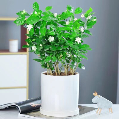 虎头花盆栽室内观花绿植