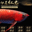 红龙鱼苗金龙鱼活鱼幼苗银龙黄化银龙观赏鱼热带鱼龙鱼配鱼红龙鱼