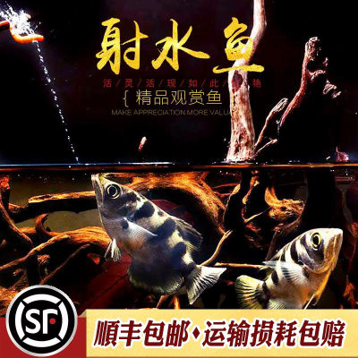 射水鱼 高射炮鱼射飞虫网红鱼稀有淡水热带鱼观赏鱼活体配鱼