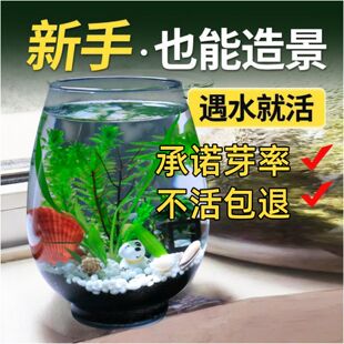 水草种子水草泥生态家用四季造景玻璃瓶水培植物鱼缸小型创意鱼缸
