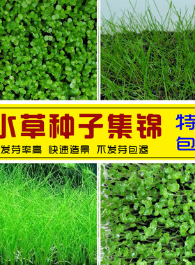 水草种子鱼缸造景套餐增氧小对叶草籽草缸牛毛草迷你前景草籽草坪