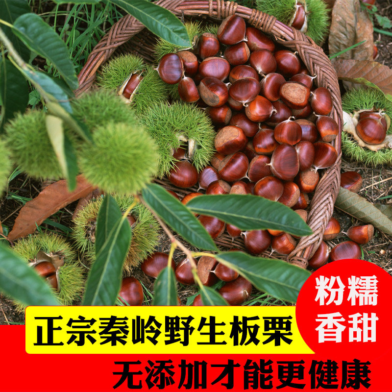 陕西秦岭纯野生板栗新鲜锥栗油栗子毛栗子即食生板栗当季现摘包邮