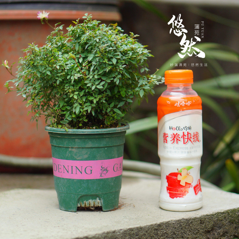 大盆姬月季老桩超微型袖珍花卉庭院植物5年原生苗可取枝嫁接