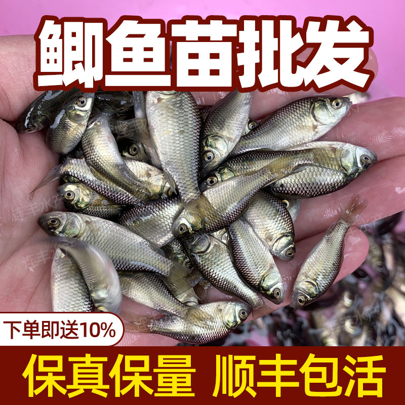 白金鲫鱼苗淡水鱼塘养殖精品