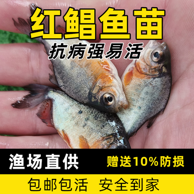 红鲳鱼苗淡水养殖白鲳鱼苗热带观赏鱼食用鲳鱼仓鱼苗凶猛肉食活体