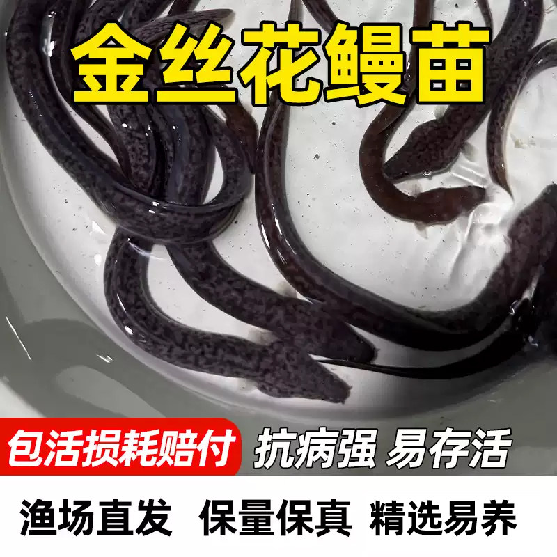 正宗金丝花鳗鱼苗淡水养殖包活