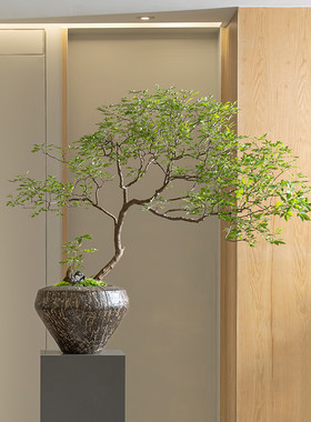 仿真绿植新中式茶室桌面植物盆景