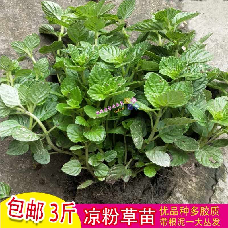新鲜凉粉草苗仙人草苗绿凉粉苗烧仙草苗绿豆腐苗带根泥3斤包邮