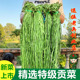 整箱精选5斤贡菜新货苔干苔菜农家土特产脱水蔬菜菜火锅饭店 包邮