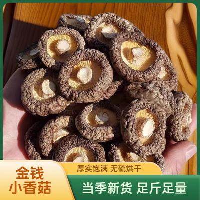 2025新货金钱小香菇金钱菇批发干货肉厚无根净重珍珠金钱蘑菇冬菇