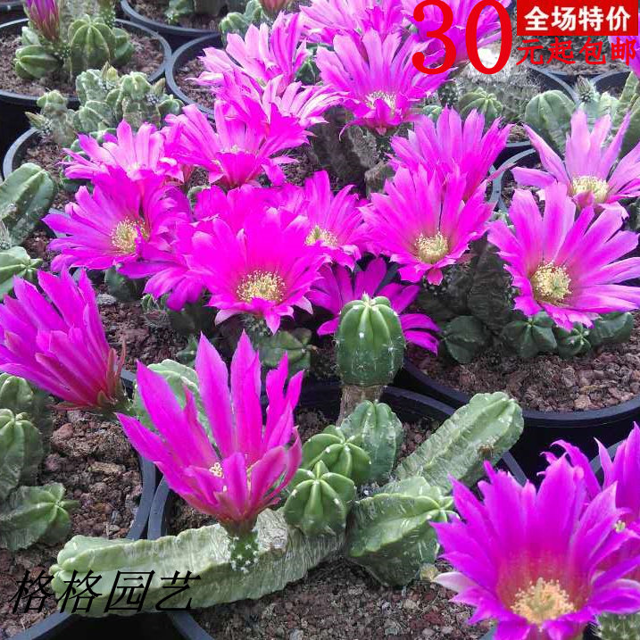 紫翠虾开花仙人掌科多肉植物盆栽耐旱花卉防辐射好养实拍满包邮