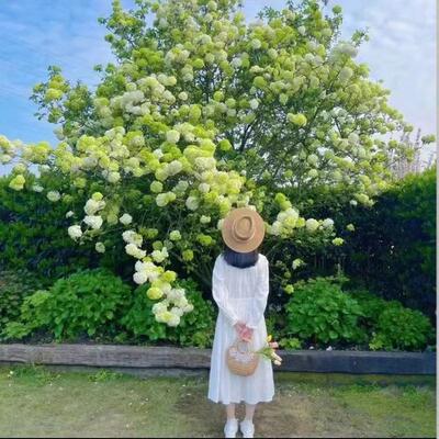 中华木绣球斗球正宗木本绣球树苗庭院盆栽地栽耐寒耐热