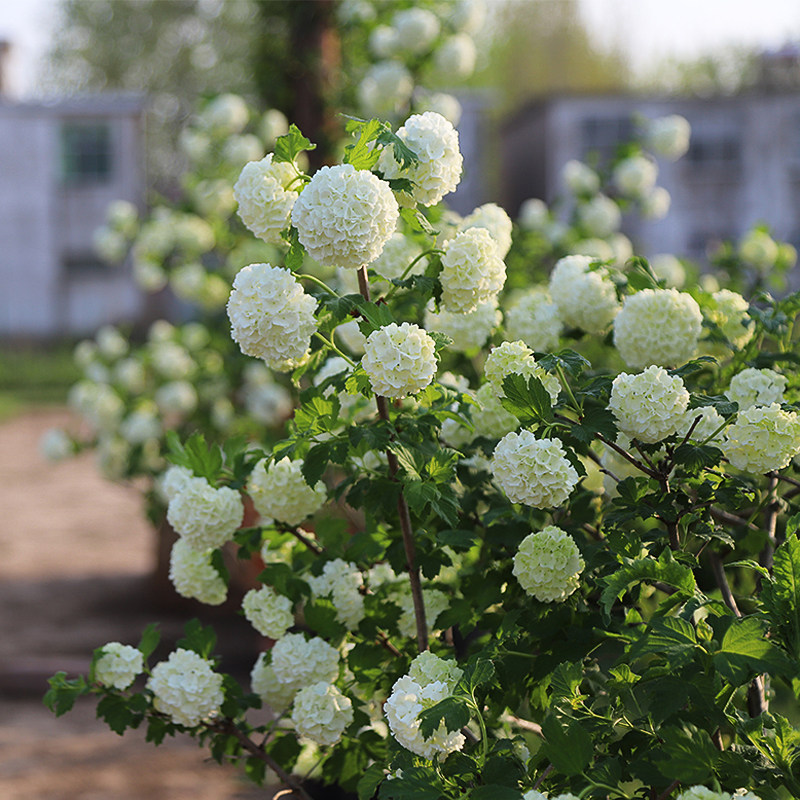 欧洲木绣球玫瑰 绿色白色大花球庭院花园盆栽植物花苗