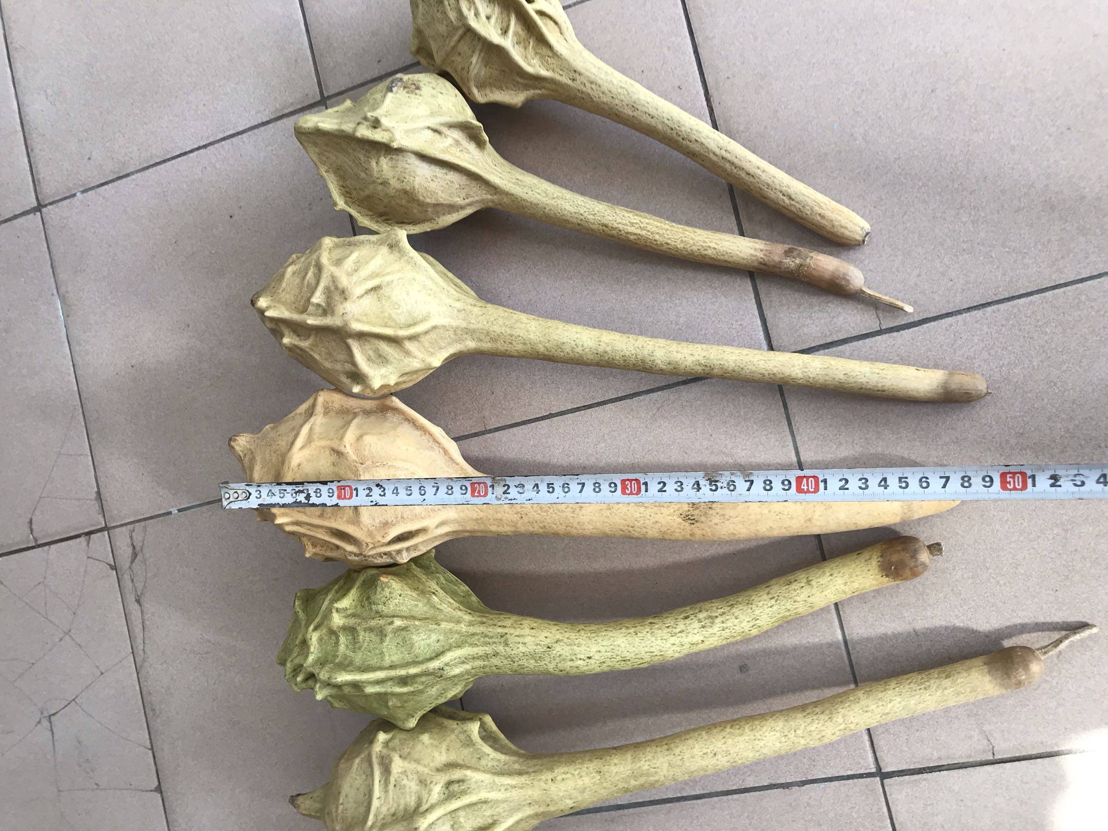 鹤首葫芦异形葫芦狼牙棒文玩观赏长柄春季秋季四季包邮盆栽阳台