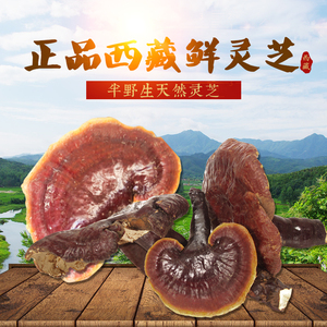 西藏林芝波密纯野生赤灵芝50g金边灵芝粉灵芝片波密原始森林采摘