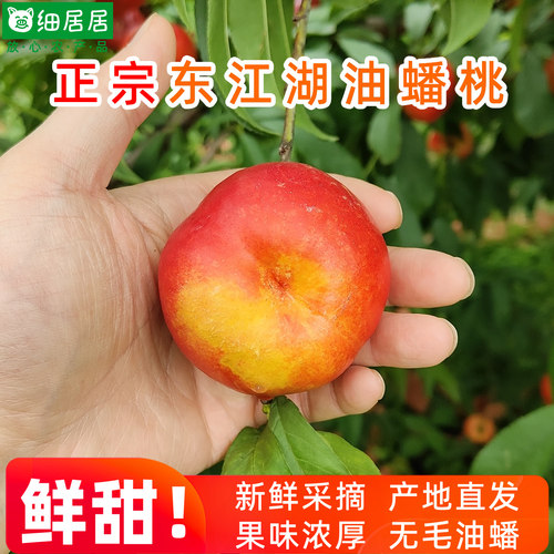 正宗湖南郴州资兴东江湖油蟠桃