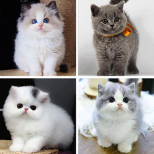 布偶宠物猫活体加菲猫可爱小型幼猫1