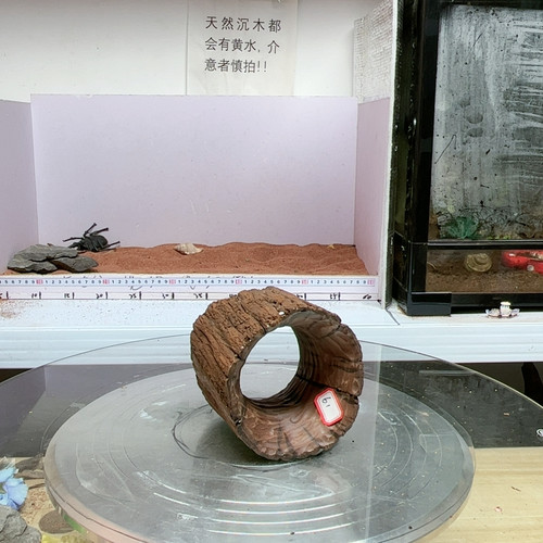 紫柚木树洞61号直径11