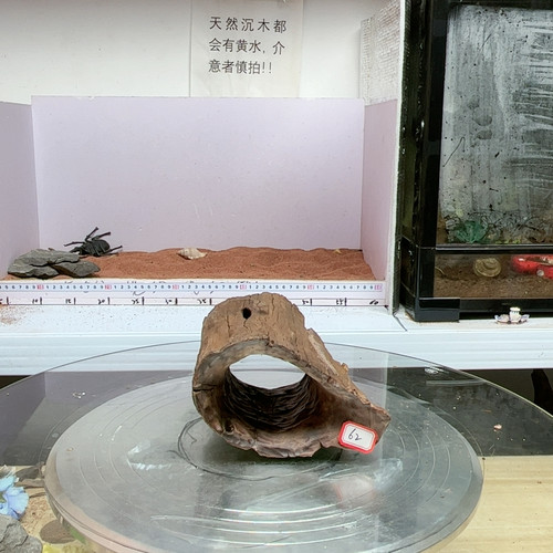 紫柚木树洞62号直径12
