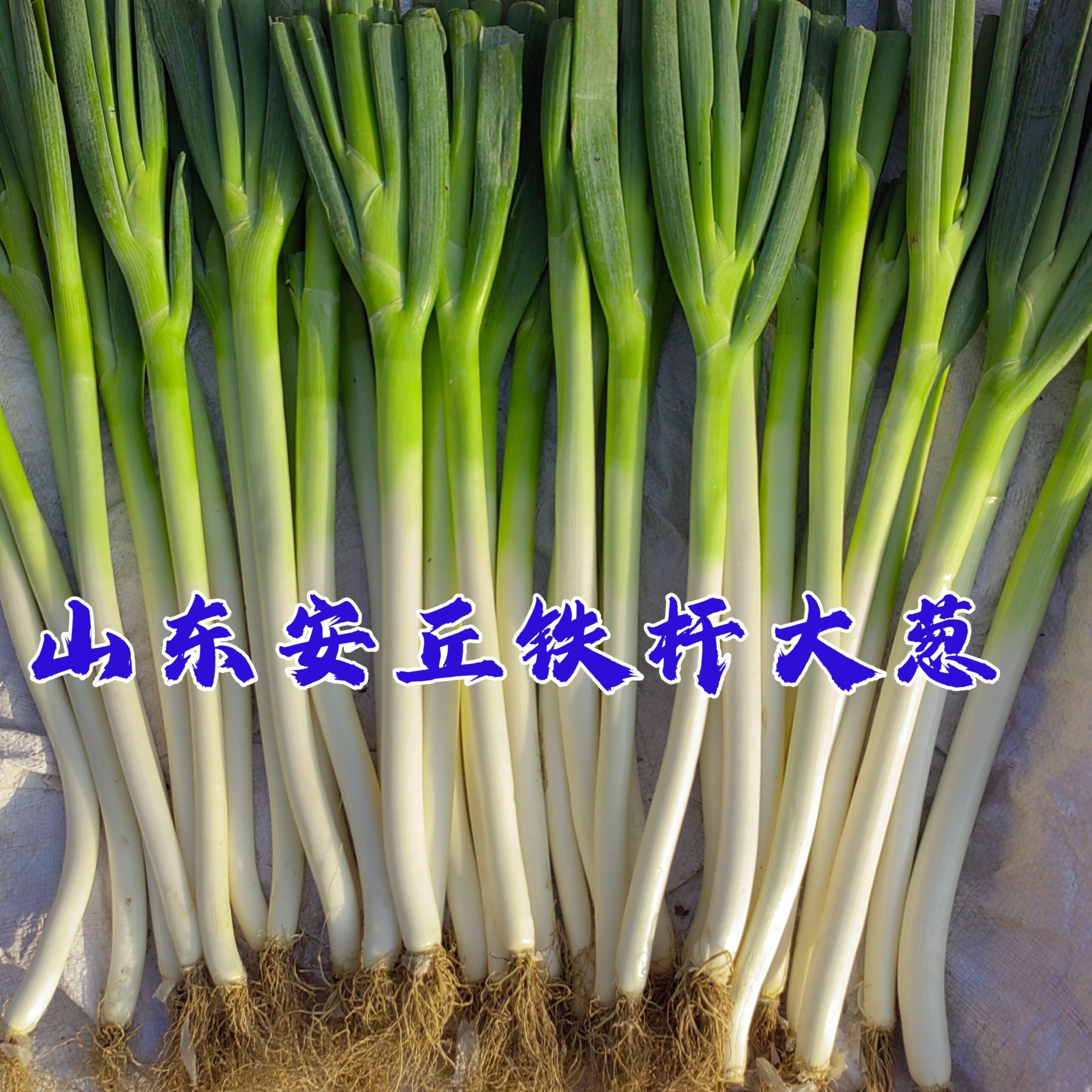 山东大葱新鲜大葱非章丘葱 毛葱京葱净葱山东铁杆产地直发包邮