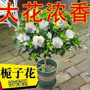 栀子花盆栽植物大树苗带花苞室内浓香型大叶独杆牡丹四季 开花老桩