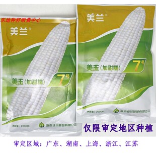 美玉加甜糯7号白甜糯玉米种籽大棒非转甜加糯白粘糯玉米种子