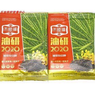 油研2020 杂交油菜种籽高产耐冻矮杆抗倒高油榨油用油菜种子