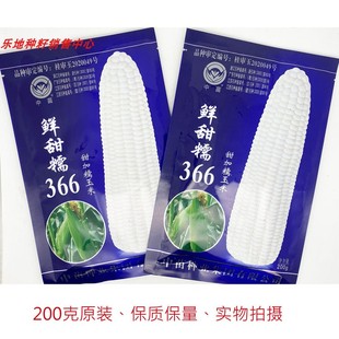 中苗鲜甜糯366白甜糯玉米种籽高产大棒加甜糯白甜糯玉米棒种子